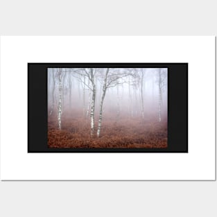 Birches and Bracken in the Mist Posters and Art